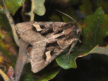 Trigonophora crassicornis Obth. adulte - Philippe Mothiron