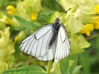 Aporia crataegi L. adulte - ©Philippe Mothiron