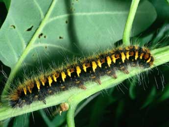  Chenille de Trichiura crataegi L. - ©Philippe Mothiron