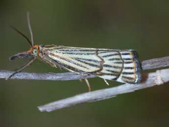 Chrysocramboides craterellus Scop. adulte - Philippe Mothiron