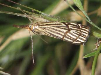 Chrysocramboides craterellus Scop. adulte - Jean-Pierre Lamoline