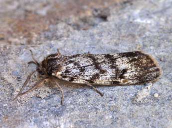 Coscinia cribraria L. adulte - ©Lionel Taurand