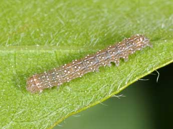  Chenille de Jodia croceago D. & S. - ©Philippe Mothiron