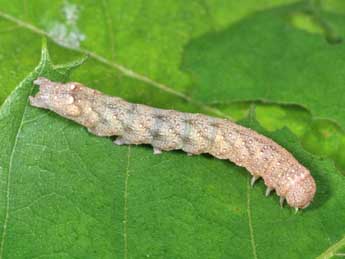  Chenille de Jodia croceago D. & S. - ©Philippe Mothiron