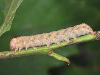  Chenille de Jodia croceago D. & S. - Philippe Mothiron