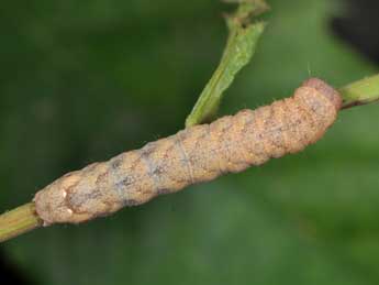  Chenille de Jodia croceago D. & S. - Philippe Mothiron