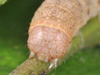  Chenille de Jodia croceago D. & S. - ©Philippe Mothiron