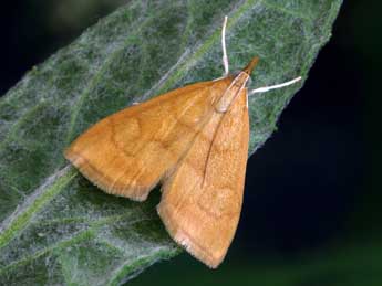 Anania crocealis Hb. adulte - ©Patrick Clement