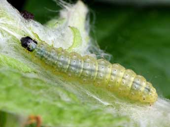  Chenille de Anania crocealis Hb. - Patrick Clement