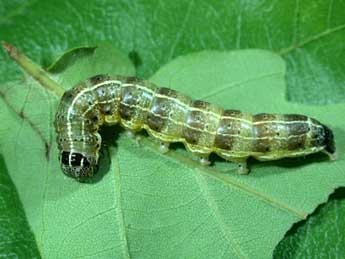  Chenille de Orthosia cruda D. & S. - Philippe Mothiron