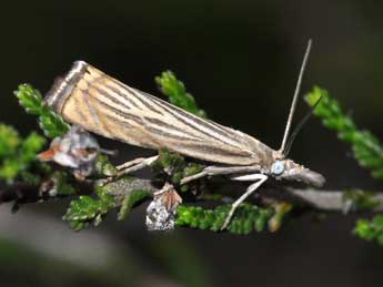 Chrysoteuchia culmella L. adulte - Philippe Mothiron