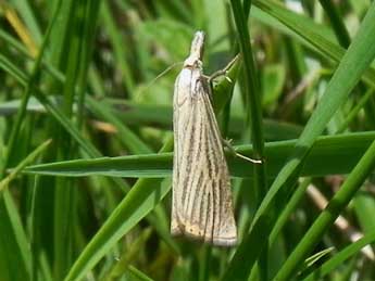 Chrysoteuchia culmella L. adulte - ©Philippe Mothiron