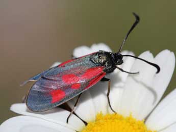 Zygaena cynarae Esp. adulte - ©Emmanuel Ruiz