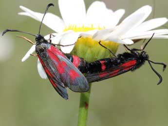 Zygaena cynarae Esp. adulte - Emmanuel Ruiz