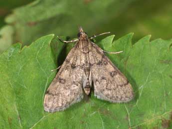 Metasia cyrnealis Schaw. adulte - Philippe Mothiron