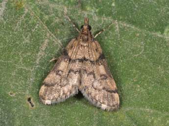 Metasia cyrnealis Schaw. adulte - Philippe Mothiron