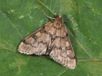 Metasia cyrnealis Schaw. adulte - Philippe Mothiron