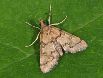 Metasia cyrnealis Schaw. adulte - Philippe Mothiron