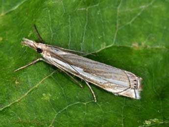 Crambus cyrnellus Schaw. adulte - Philippe Mothiron