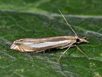 Crambus cyrnellus Schaw. adulte - ©Philippe Mothiron