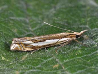 Crambus cyrnellus Schaw. adulte - Philippe Mothiron