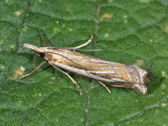 Crambus cyrnellus Schaw. adulte - Philippe Mothiron