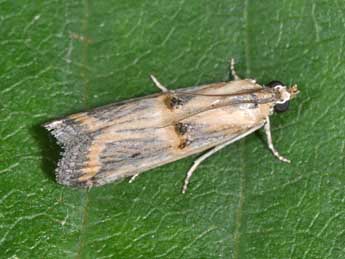 Psorosa dahliella Tr. adulte - Philippe Mothiron