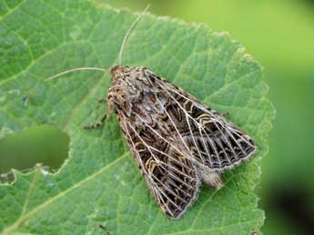 Tholera decimalis Poda adulte - ©Patrice Chatard