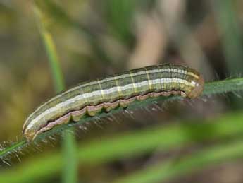  Chenille de Tholera decimalis Poda - ©Philippe Mothiron