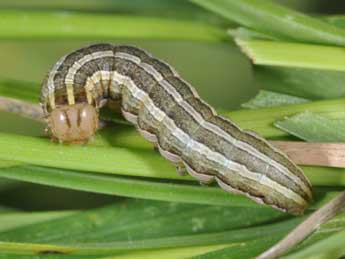  Chenille de Tholera decimalis Poda - ©Philippe Mothiron