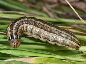  Chenille de Tholera decimalis Poda - Philippe Mothiron