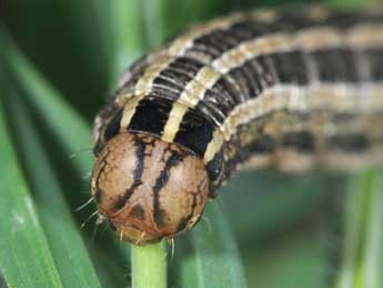  Chenille de Tholera decimalis Poda - ©Philippe Mothiron