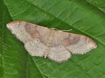 Idaea degeneraria Hb. adulte - Philippe Mothiron