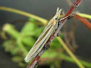 Agriphila deliella Hb. adulte - ©Friedmar Graf