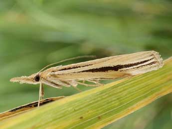 Agriphila deliella Hb. adulte - ©Friedmar Graf