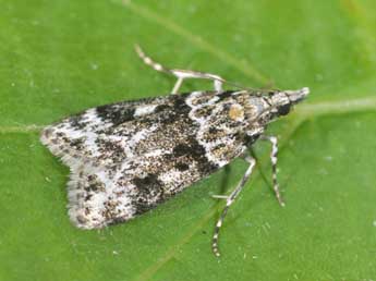 Eudonia delunella Stt. adulte - ©Philippe Mothiron