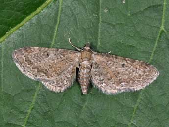 Eupithecia denotata Hb. adulte - ©Philippe Mothiron