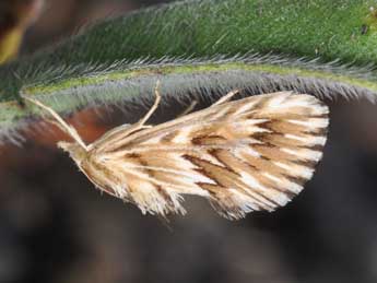 Cynaeda dentalis D. & S. adulte - Philippe Mothiron