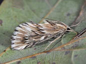 Cynaeda dentalis D. & S. adulte - Philippe Mothiron