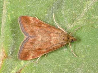 Pyrausta despicata Scop. adulte - Philippe Mothiron