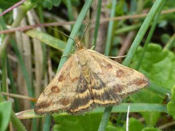 Pyrausta despicata Scop. adulte - ©Tristan Lafranchis