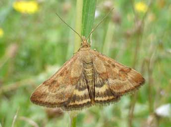 Pyrausta despicata Scop. adulte - Tristan Lafranchis