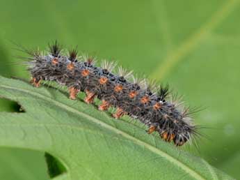  Chenille de Ocneria detrita Esp. - ©Philippe Mothiron