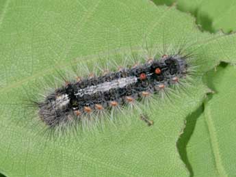  Chenille de Ocneria detrita Esp. - ©Philippe Mothiron