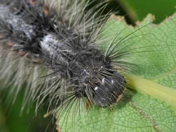  Chenille de Ocneria detrita Esp. - ©Philippe Mothiron