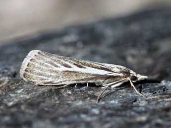 Catoptria digitellus H.-S. adulte - ©Eric Sylvestre