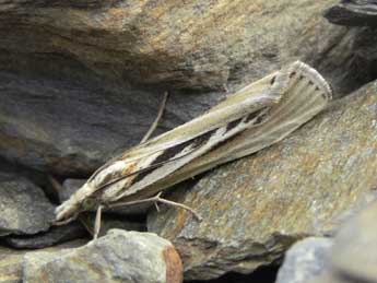 Catoptria digitellus H.-S. adulte - ©Jean-Pierre Lamoline