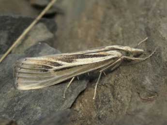 Catoptria digitellus H.-S. adulte - Jean-Pierre Lamoline