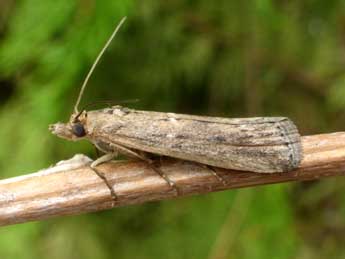 Isauria dilucidella Dup. adulte - Tristan Lafranchis