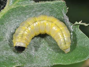  Chenille de Cymatophorina diluta D. & S. - ©Philippe Mothiron